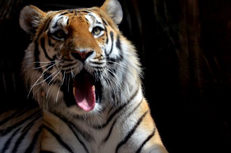 Tiger Wildlife Facial Expression Mammal