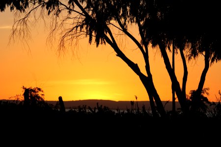 Sky Sunset Sunrise Tree photo