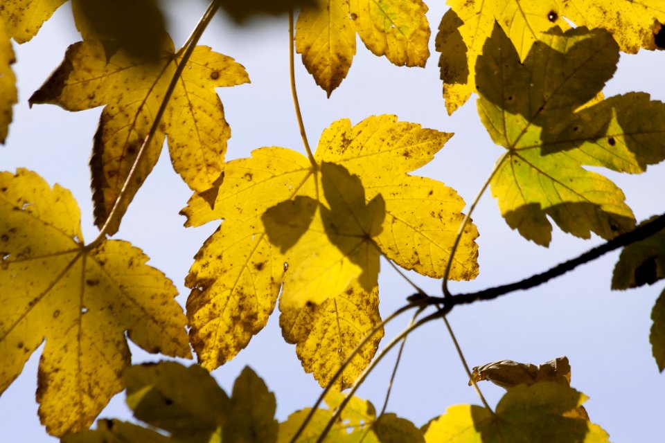 Leaf Yellow Autumn Flora