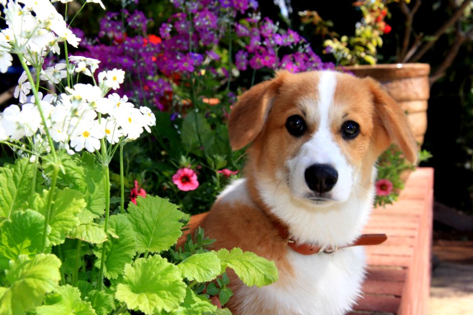 Dog Breed Dog Dog Like Mammal Welsh Corgi