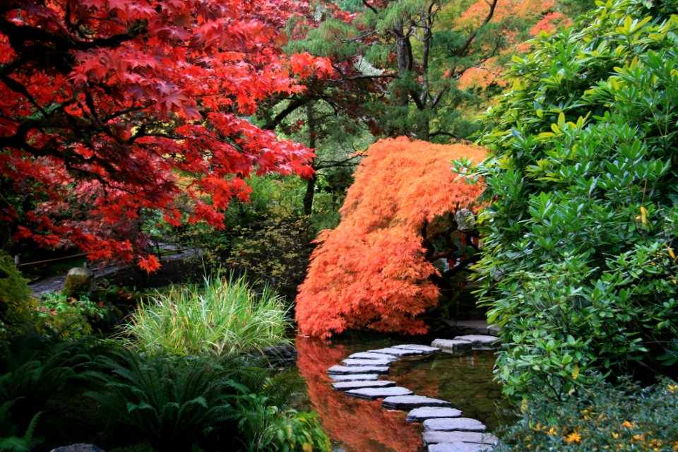 Nature Leaf Vegetation Autumn