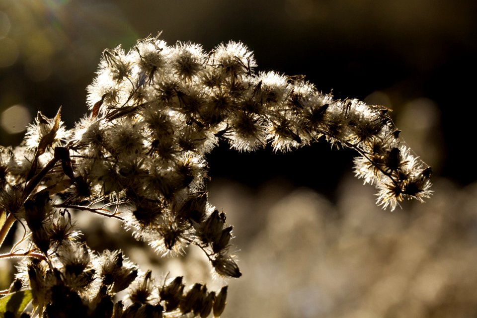 Flora Plant Branch Close Up