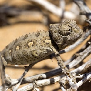 Reptile Scaled Reptile Lizard Fauna