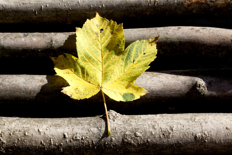 Leaf Plant Autumn Tree