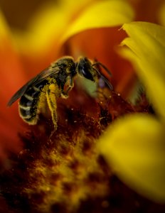Honey Bee Bee Insect Macro Photography photo