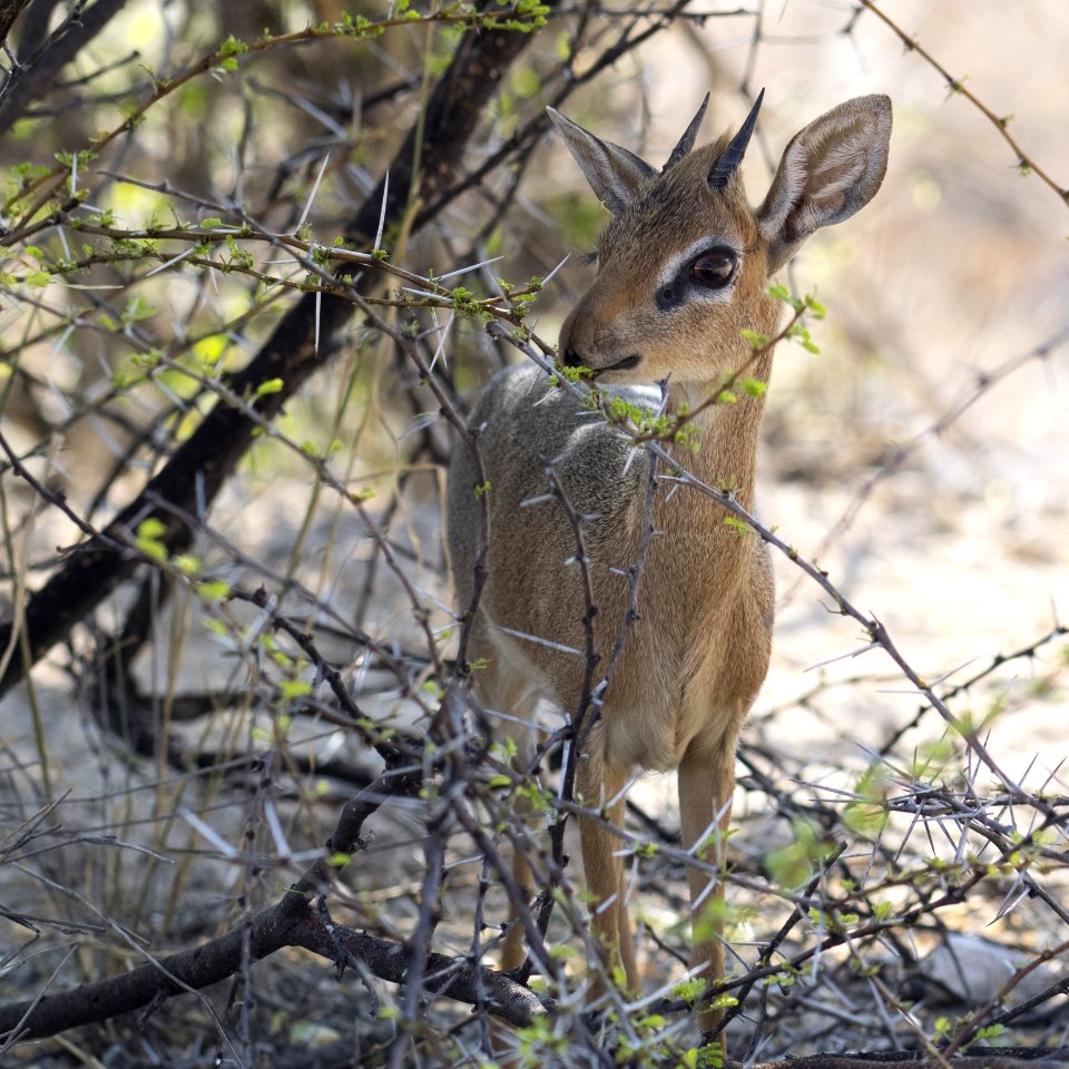 Wildlife Fauna Mammal Deer photo