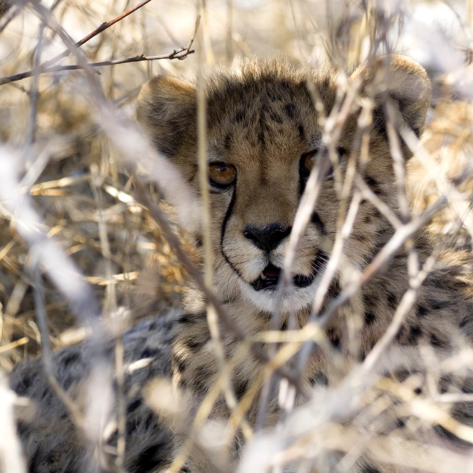 Wildlife Mammal Fauna Whiskers