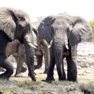 Elephant Elephants And Mammoths Terrestrial Animal Wildlife photo