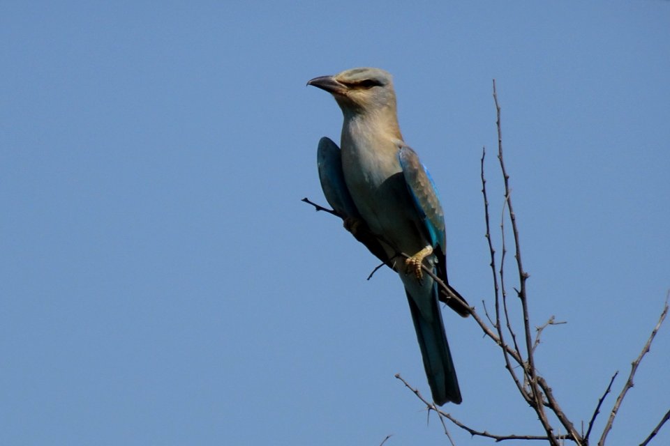 Bird Fauna Beak Sky