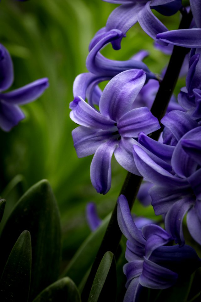 Flower Plant Hyacinth Flora