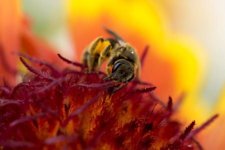 Honey Bee Insect Bee Macro Photography photo