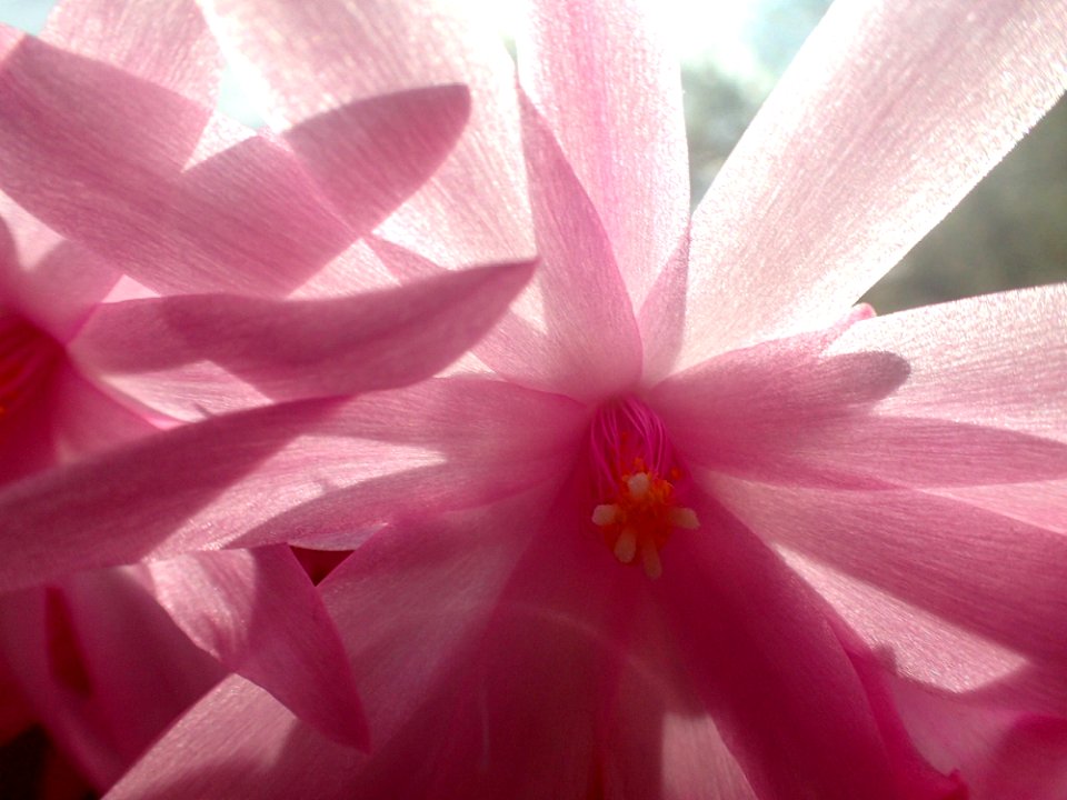 Flower Pink Flora Petal