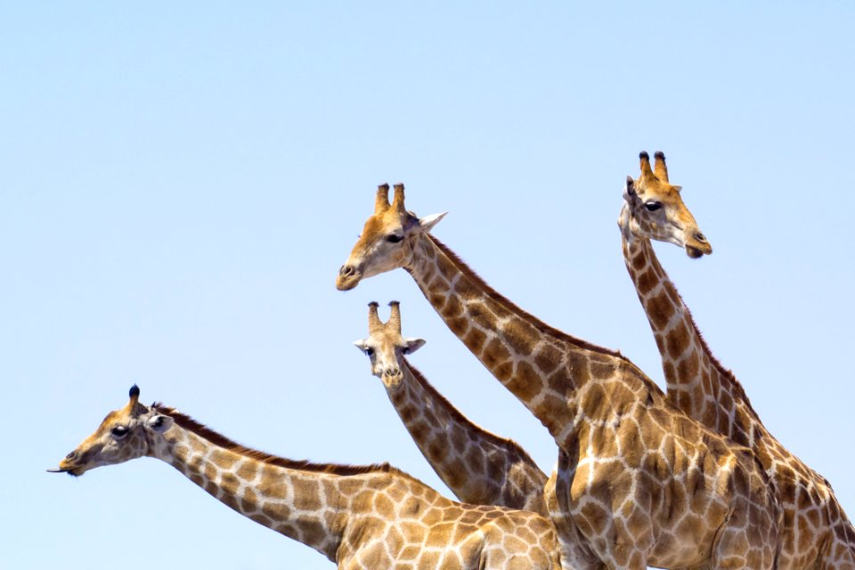 Giraffe Terrestrial Animal Giraffidae Wildlife