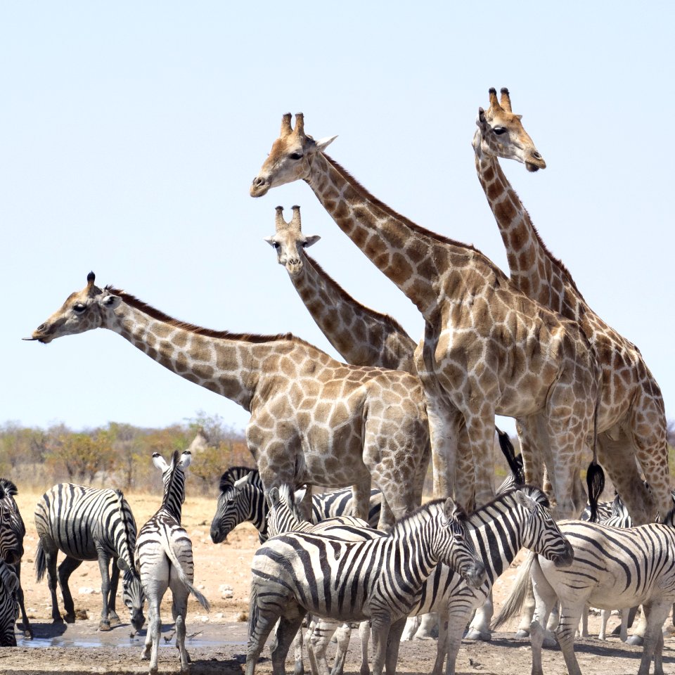 Giraffe Terrestrial Animal Wildlife Herd