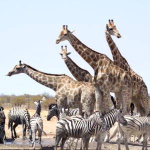 Giraffe Terrestrial Animal Wildlife Herd