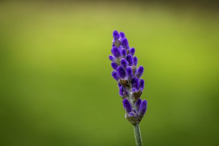 Flower English Lavender Lavender Plant photo