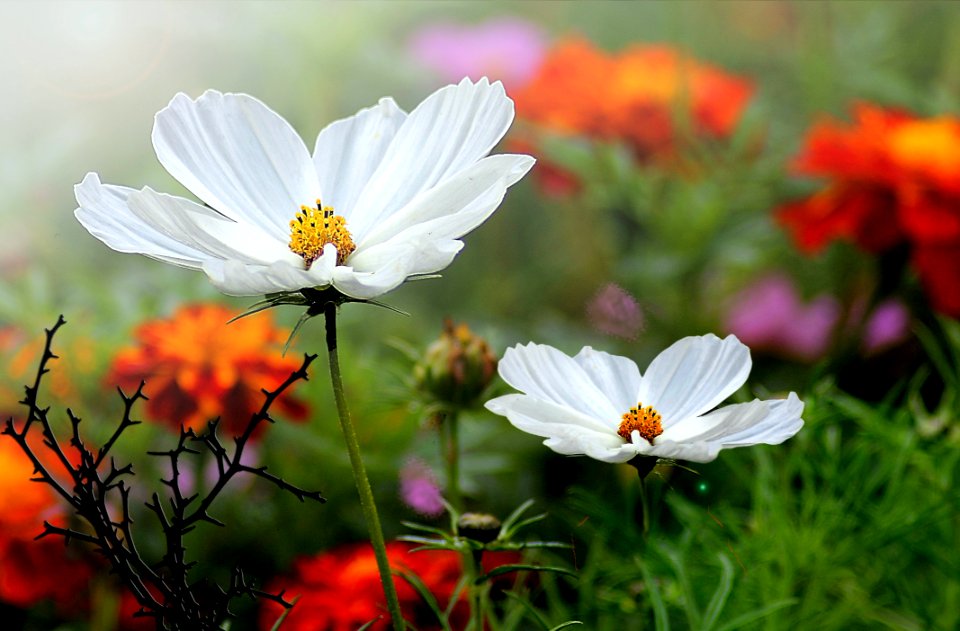 Flower Plant Garden Cosmos Flora