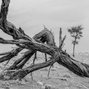 Tree Black And White Monochrome Photography Driftwood photo