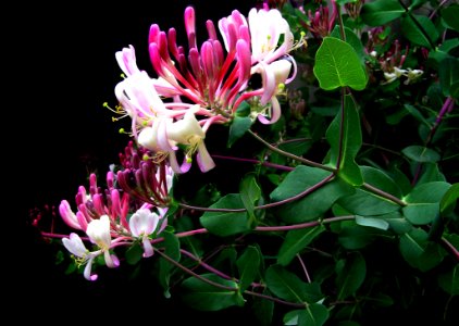 Plant Flower Flora Honeysuckle
