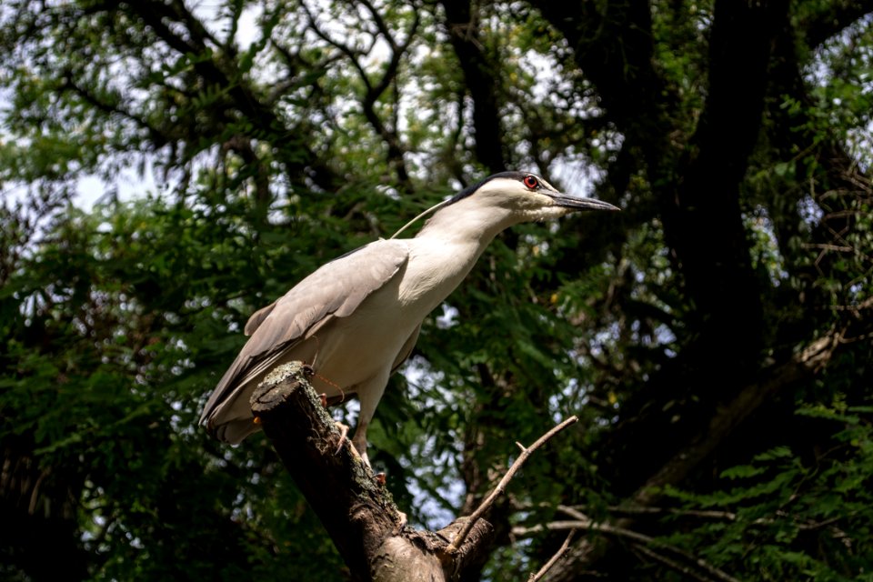 Bird Ecosystem Fauna Beak