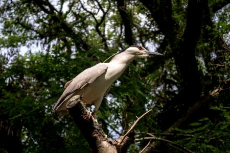 Bird Ecosystem Fauna Beak photo