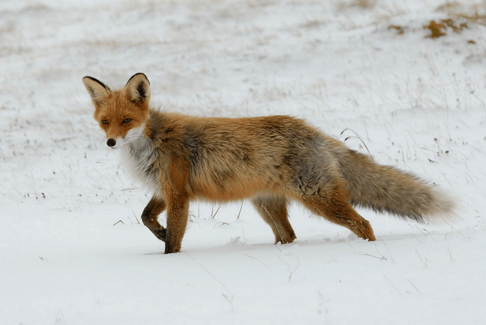 Whiskers animal wildlife
