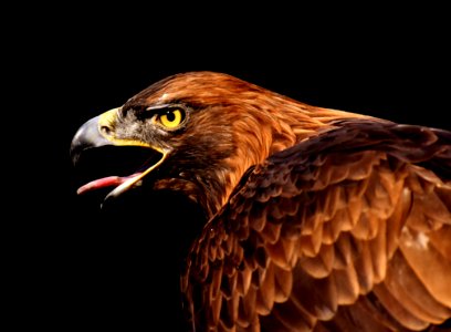 Beak Eagle Bird Of Prey Bird photo