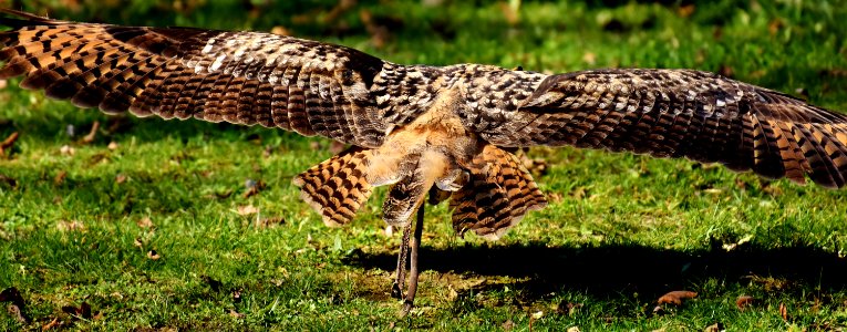 Terrestrial Animal Fauna Wildlife Grass