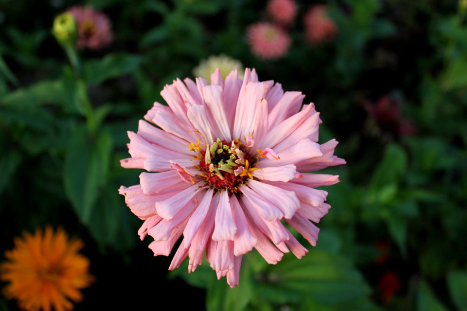 Flower Flora Plant Nectar