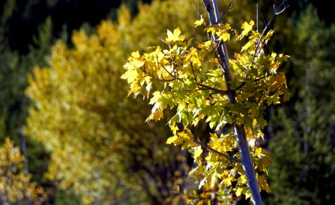 Yellow Flora Tree Plant photo