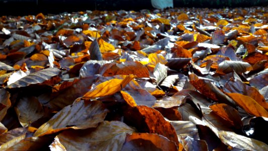 Leaf Water Autumn Deciduous