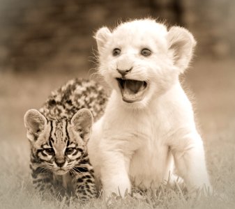 Wildlife Black And White Lion Mammal photo