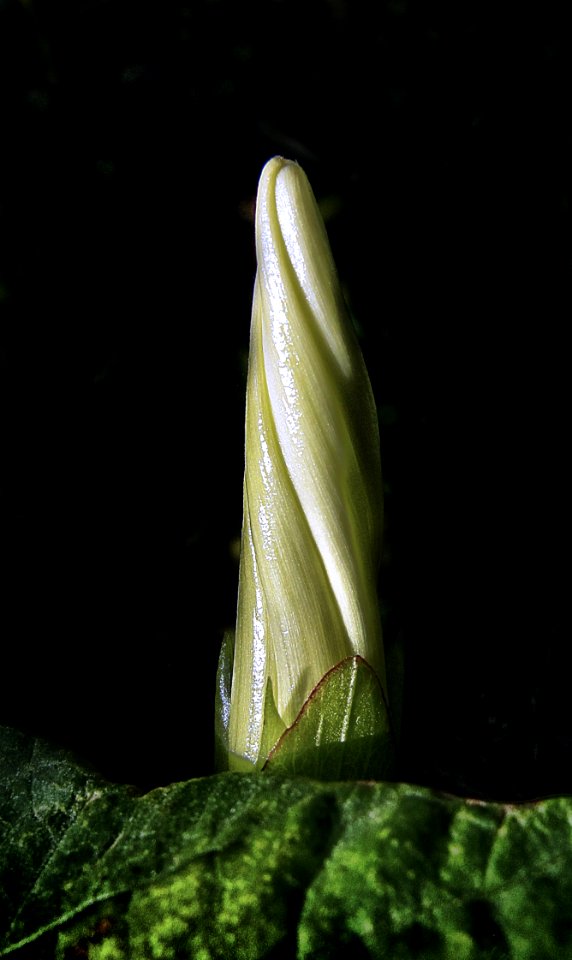 Plant Flora Flower Leaf