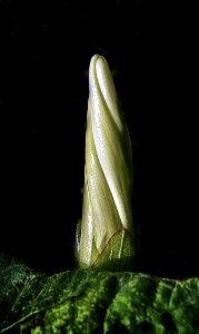 Plant Flora Flower Leaf