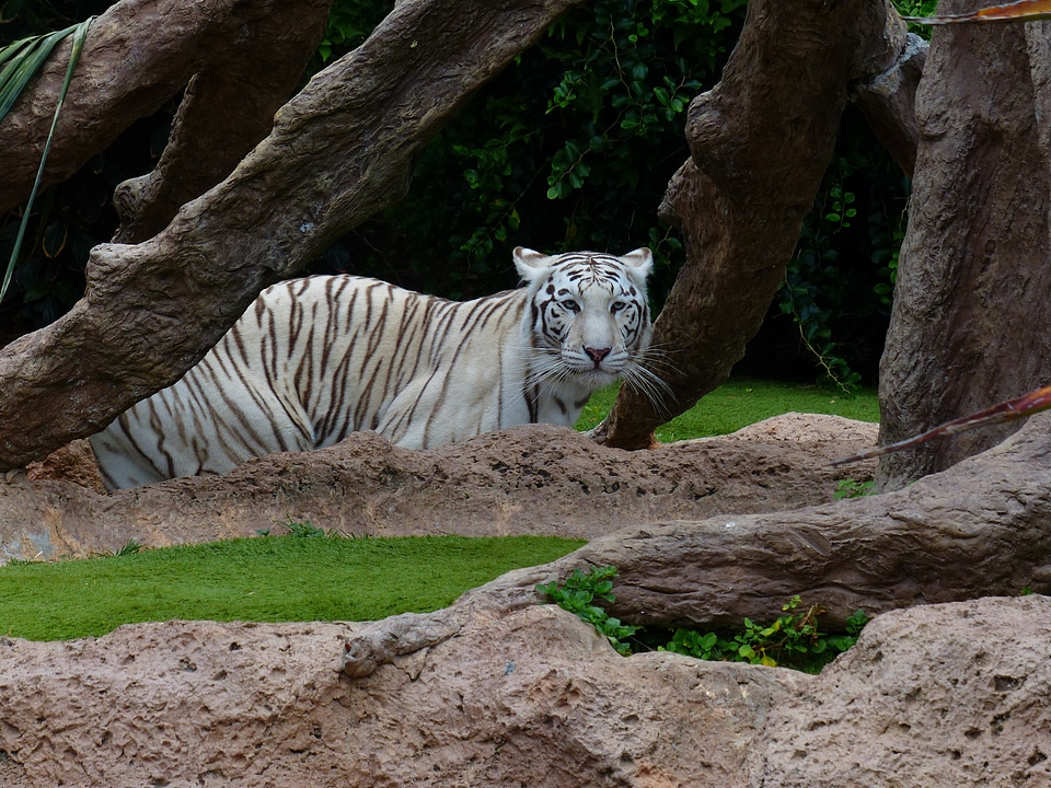 Big cat dangerous wildcat