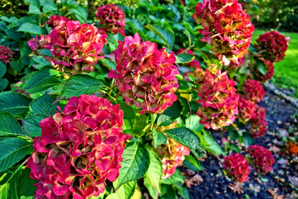 Plant Flower Flowering Plant Hydrangea