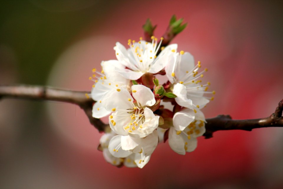 White Blossom Flower Spring