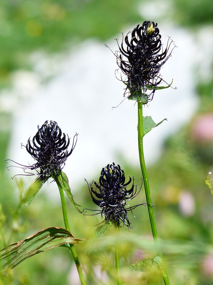 Flower black jet black