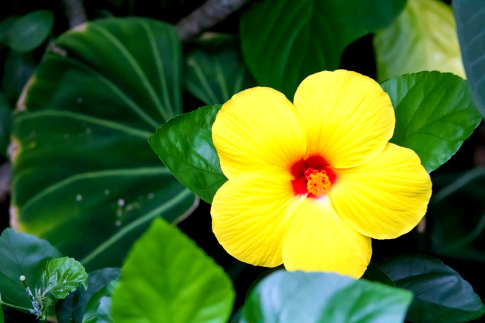 Flower Plant Yellow Flora