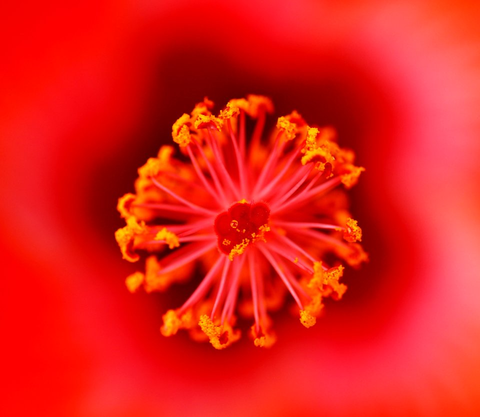 Flower Orange Macro Photography Close Up