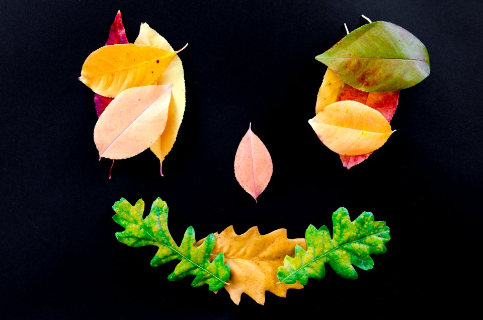 Leaf Petal Flower Fruit
