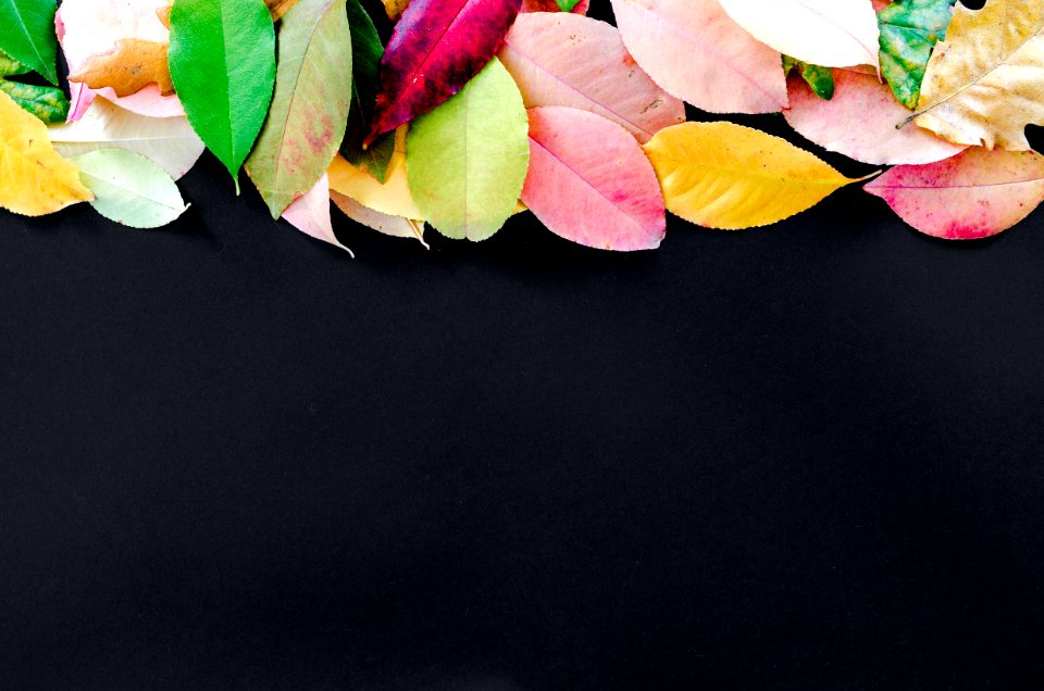 Petal Flower Leaf
