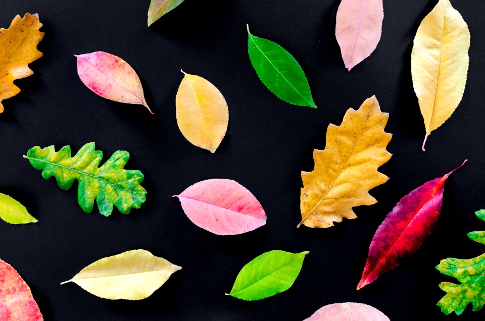 Leaf Petal