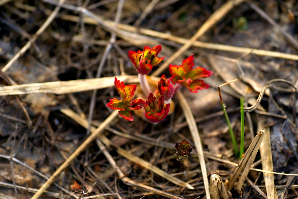 Flora Plant Flower Spring