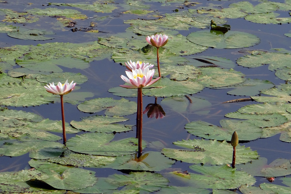 Aquatic leaves blossom