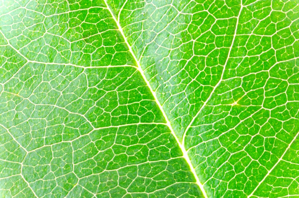 Leaf Plant Pattern Plant Pathology