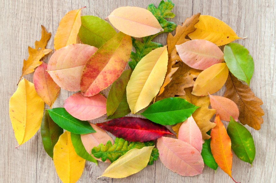 Leaf Petal Fruit