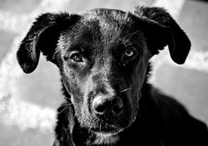 Dog Black Black And White Dog Breed photo