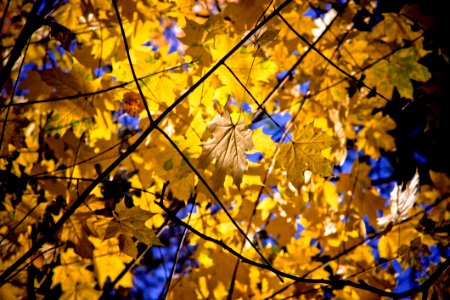 Leaf Branch Nature Yellow photo