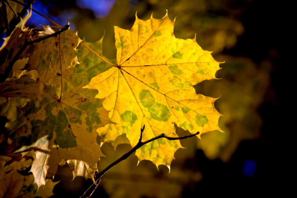 Leaf Maple Leaf Yellow Autumn